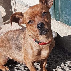 Laika