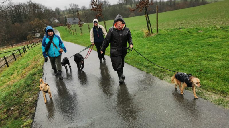 HundeRunde Düsseldorf