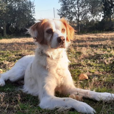 Masera