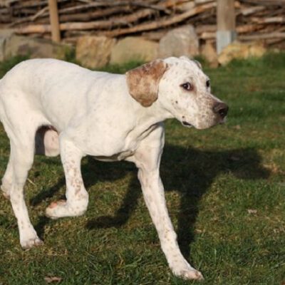 Notfallhund Simba