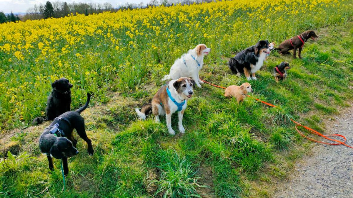 HundeRunde Düsseldorf