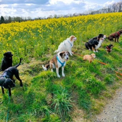 HundeRunde Düsseldorf