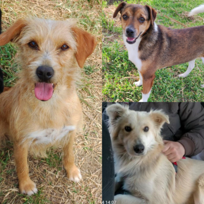 Roby, Ginger und Taleggio