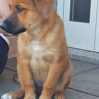 Ares