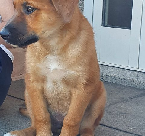 Ares