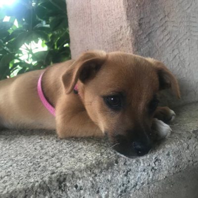 Guila