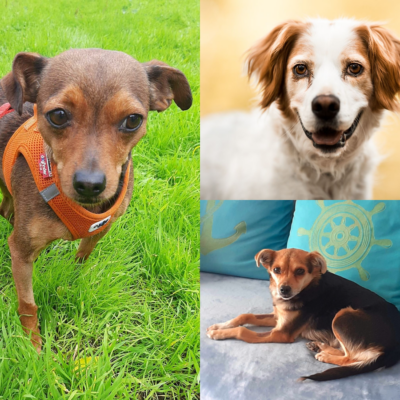 Tiere suchen ein Zuhause