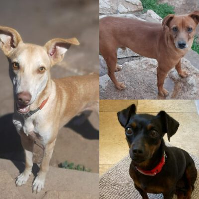 Nano, Skinny und Carlotta