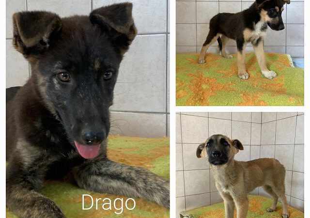 Drupi, Drago und Dustin