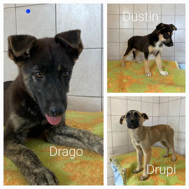 Drupi, Drago und Dustin