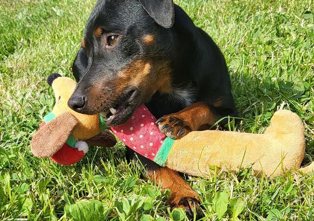 Kleiner „Mann“ sucht großes Glück