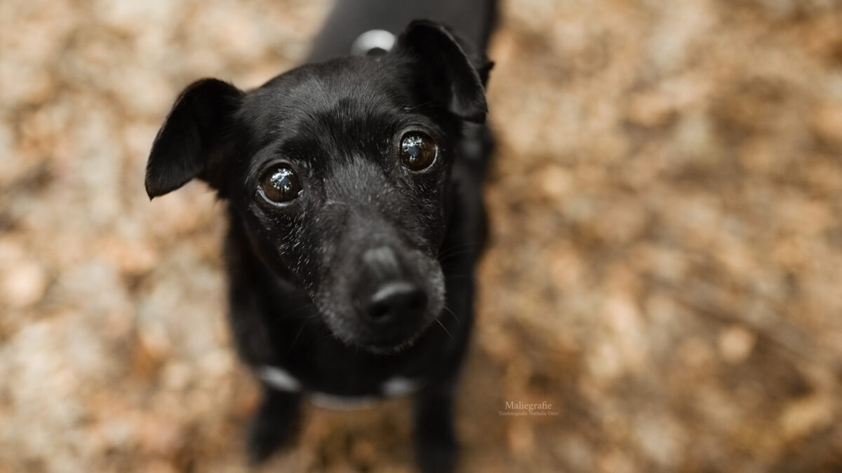 Nano -Dauerpflegehund-