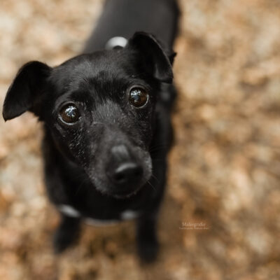 Nano -Dauerpflegehund-