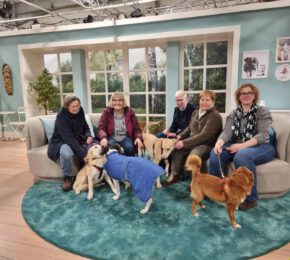 Tiere suchen ein Zuhause