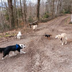 HundeRunde Eifel