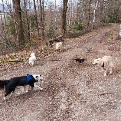 HundeRunde Eifel