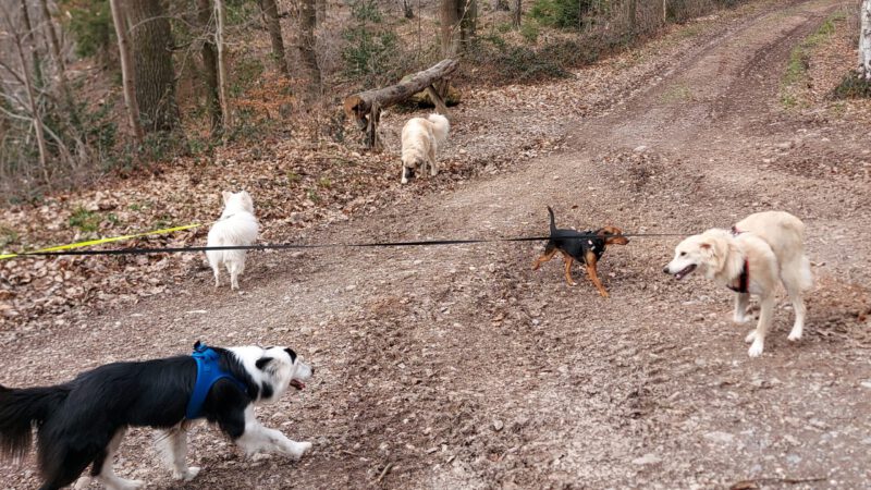 HundeRunde Eifel