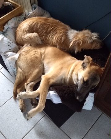 Oscar und Abby