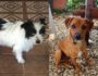Leon und Cody