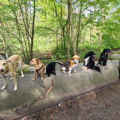 HundeRunde Düsseldorf