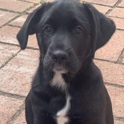Daphne
