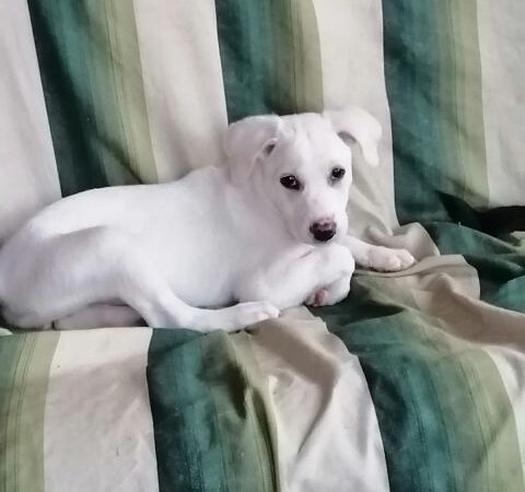 Stella
