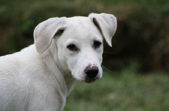 Stella