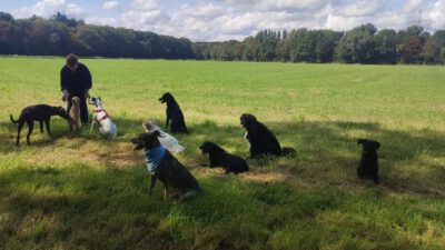 HundeRunde Düsseldorf