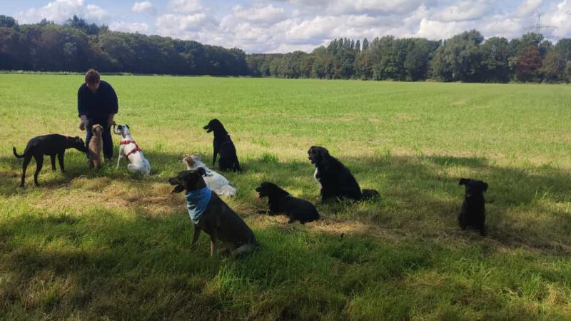 HundeRunde Düsseldorf