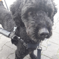 Patch -Fremdvermittlung-