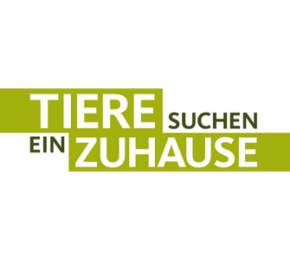 Niemandshunde bei „Tiere suchen ein Zuhause“