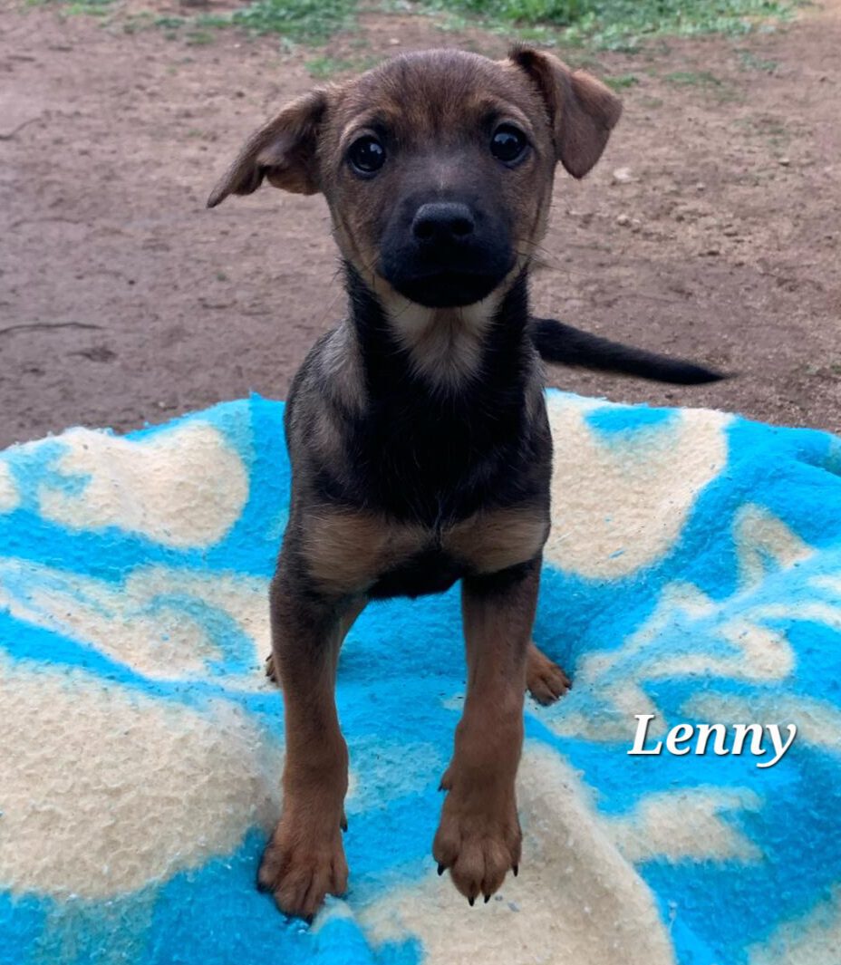 Lenny-Startbild-e1707986687227.jpg