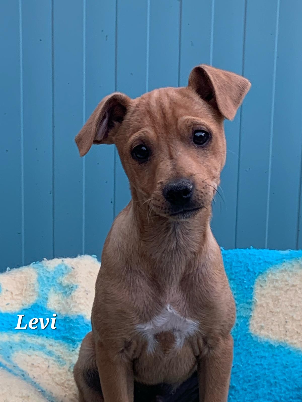 Levi-1.jpg