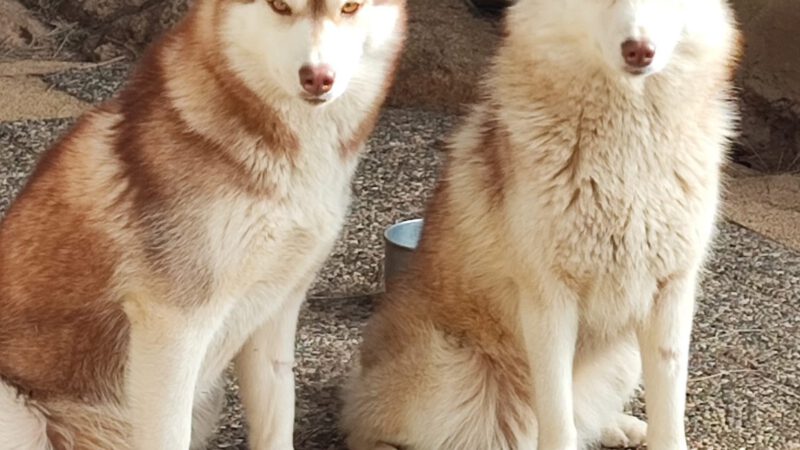 Husky Mädchen