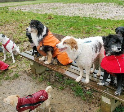 HundeRunde Düsseldorf