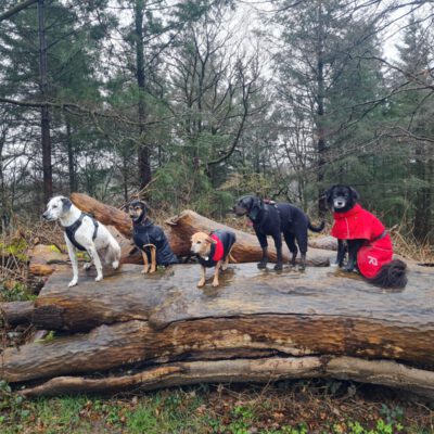 HundeRunde Düsseldorf