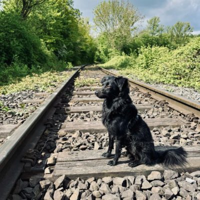 HundeRunde Düsseldorf