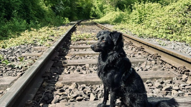 HundeRunde Düsseldorf