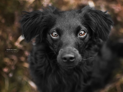 Professionelle Tierfotografie aus NRW