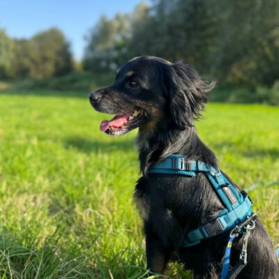Blacky