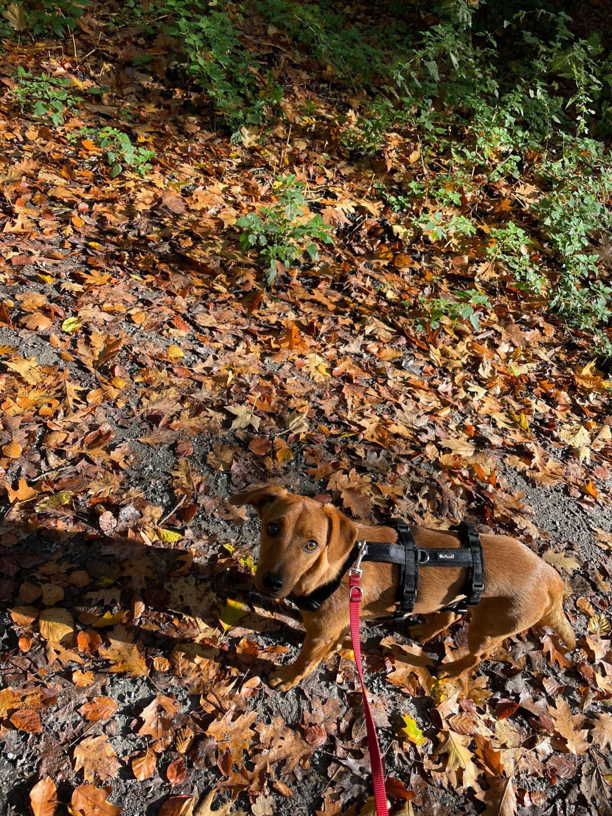 Tullio29102024-7.jpg