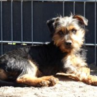 Benji5
