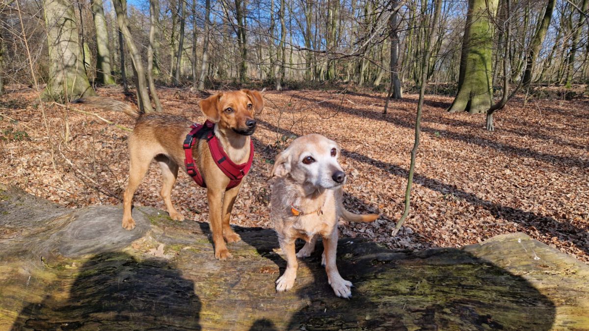 HundeRunde Düsseldorf