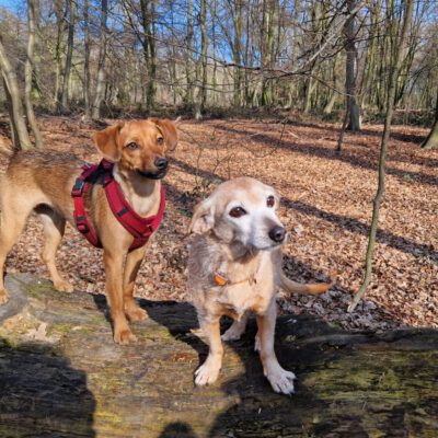 HundeRunde Düsseldorf