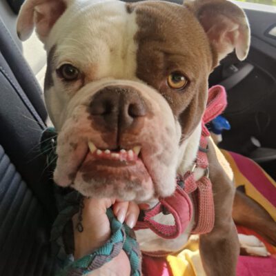 Nala