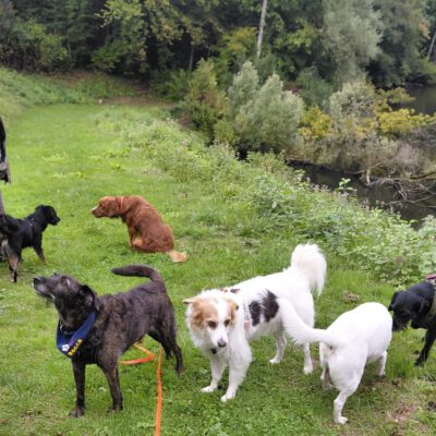 HundeRunde Düsseldorf