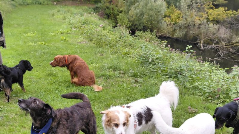 HundeRunde Düsseldorf
