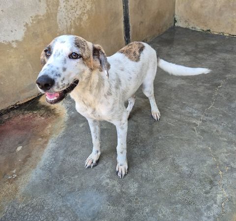 Rucola -ab 23.11. in D-