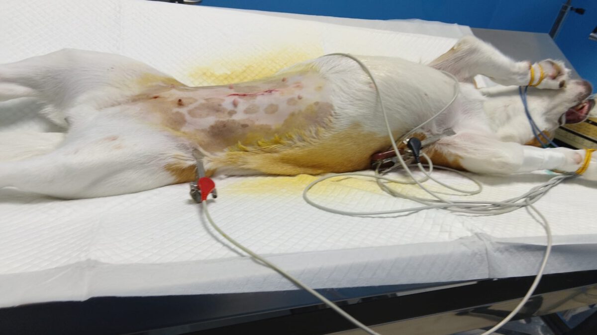 Kastrationen Oktober 2025