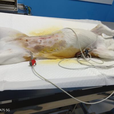 Kastrationen Oktober 2025